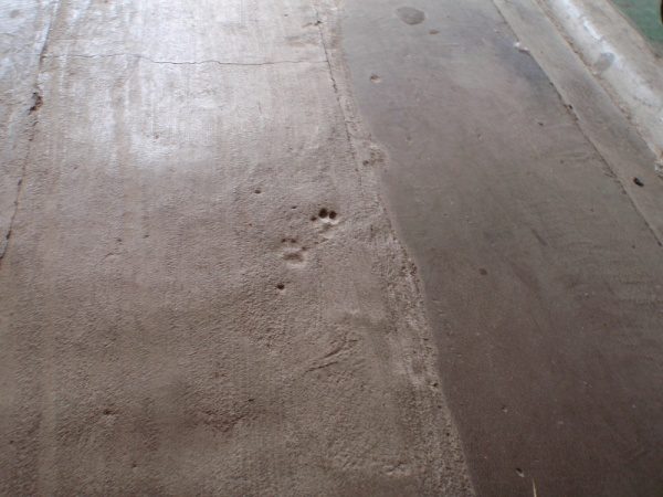 床のモルタルについた猫の足跡