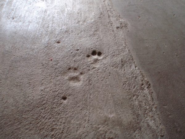床のモルタルについた猫の足跡
