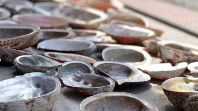 ビールストーンあわび貝の内側を見せる仕上げ試作中