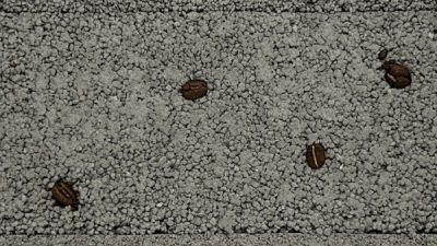 塗り版築コーヒーを入れた仕上げサンプル