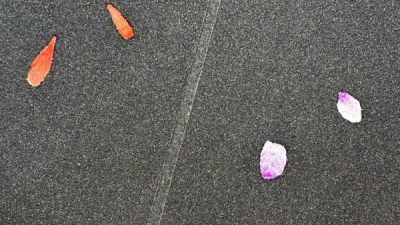 珪藻土黒 花びら仕上げ壁サンプル
