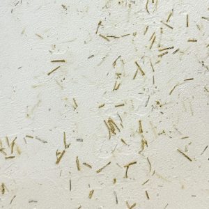 ポリーブル 棒茶の茶葉入りサンプル