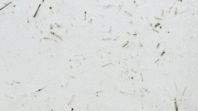 ポリーブル ほうじ茶の茶葉入りサンプル