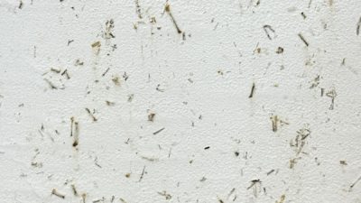 ポリーブル ほうじ茶の茶葉入りサンプル