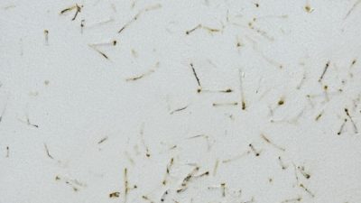 ポリーブル 棒茶の茶葉入りサンプル