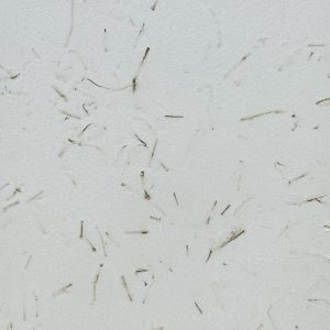 ポリーブル 棒茶の茶葉入りサンプル