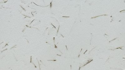 ポリーブル 棒茶の茶葉入りサンプル