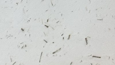 ポリーブル ほうじ茶の茶葉入りサンプル